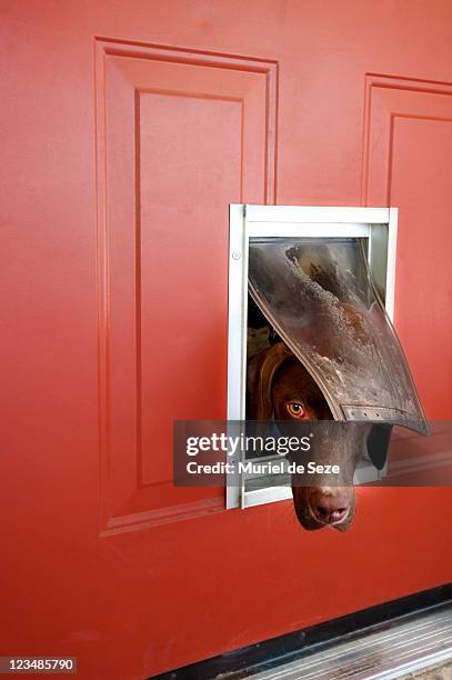 dog popping head out of doggie door - doggie door stock pictures, royalty-free photos & images