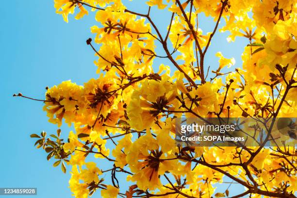 Flowers of the yellow Ipe. It is a species of tree of the genus Handroanthus, reaching 30 meters in height.
