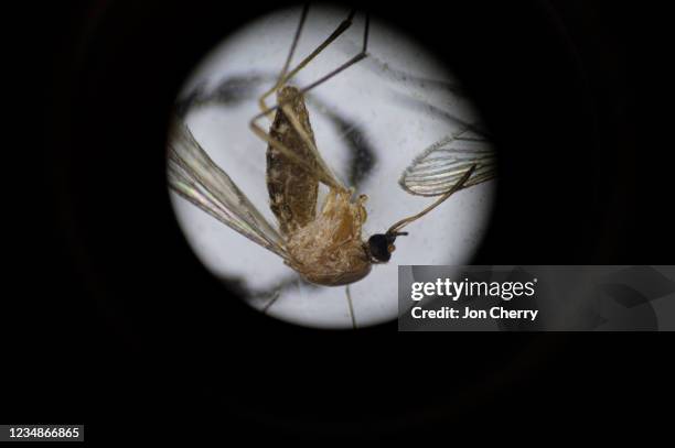 Culex pipiens, a common mosquito species, is seen through the microscope of Matthew Vanderpool, environmental health specialist and entomologist for...