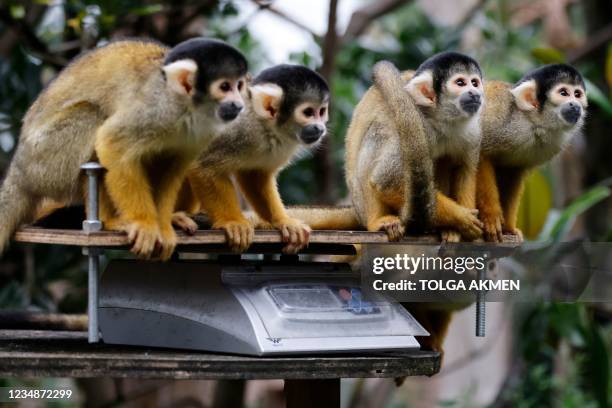 Black-capped squirrel monkeys sit on a scale during the annual weigh-in photocall at London Zoo on August 26, 2021.