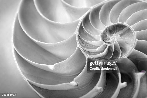 nautilus close up - nautilus stock pictures, royalty-free photos & images