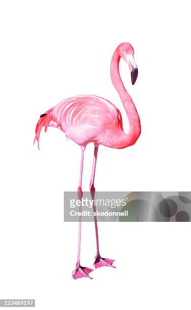 flamingo on white - flamingo's stockfoto's en -beelden