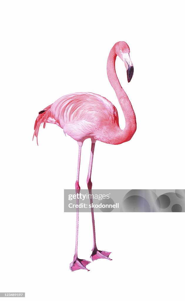 Flamingo on white