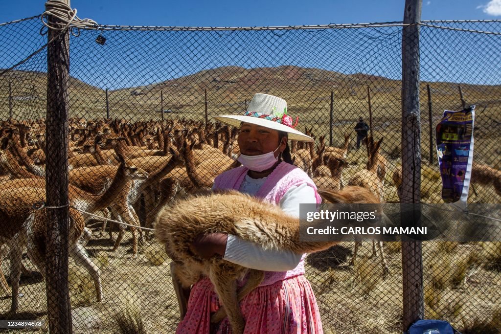 PERU-TRADITION-VICUNA-SHEARING-FESTIVAL-CHAKU