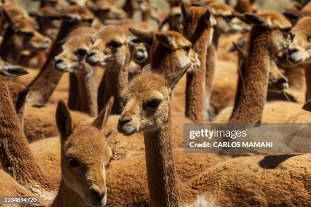 Vicunas are seen as members of the community of Totoroma participate in the traditional Chaku, or Chaccu, an annual vicuna round-up and shearing...