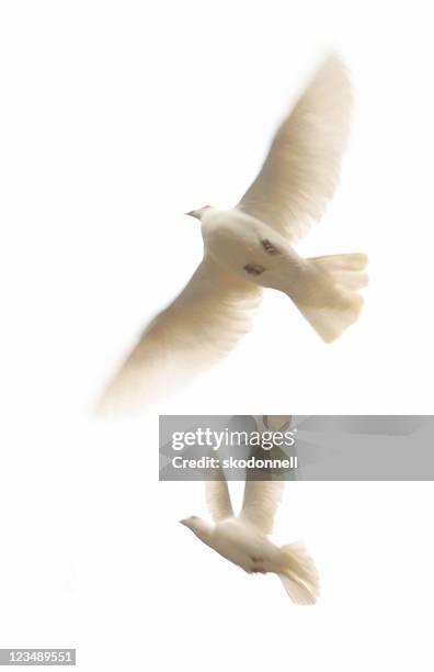 two white doves - dove bird stock pictures, royalty-free photos & images