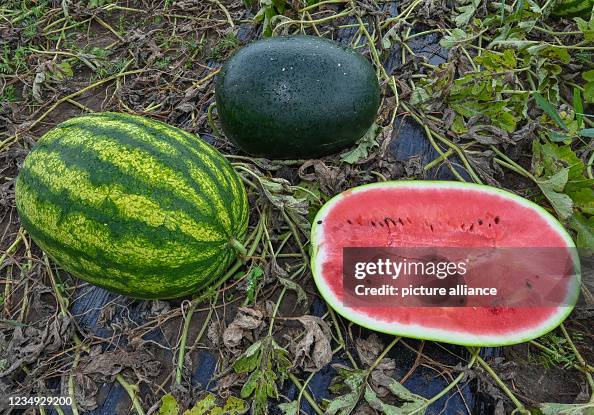 Fall Melon Ripe Ripe melons, one of them cut open, lie in a field belonging to farmer ...