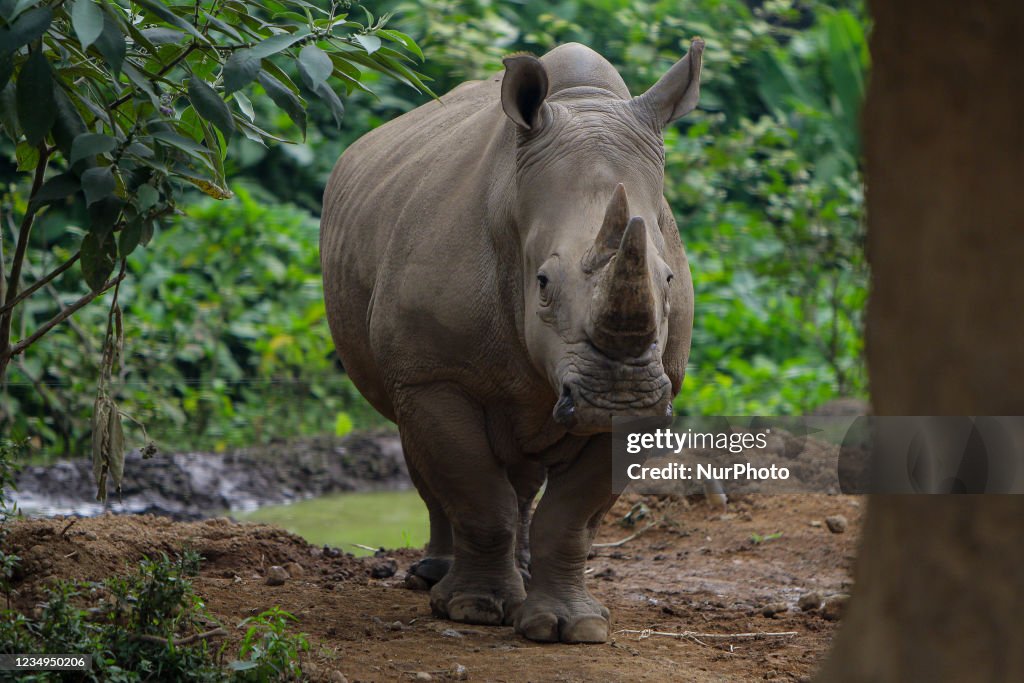 Indonesia Safari Park Zoo Reopen For Limited Visitors