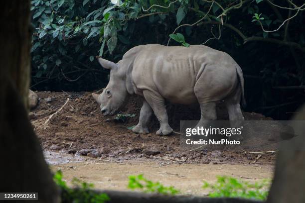 Young white rhino at Safari Park zoo in Bogor, West Java, Indonesia on August 29, 2021.