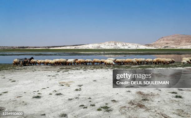 Sheep graze in the former bed of the waters upstream of the Lake Assad reservoir along the Euphrates river by the town of Rumaylah in eastern Syria...