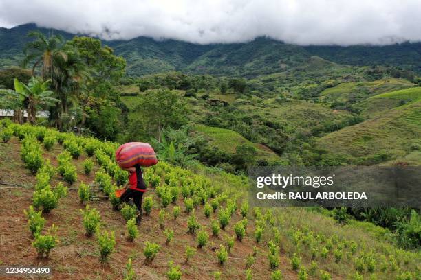 Raspachin -coca leaf collector- works at a coca field in the mountains of El Patia municipality, Cauca department, Colombia, on May 3, 2021. - In the...