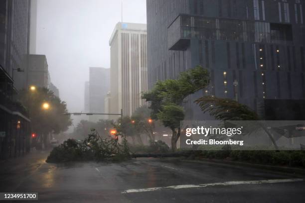 Trees sway in the wind from Hurricane Ida in downtown New Orleans, Louisiana, U.S., on Sunday, Aug. 29, 2021. Hurricane Ida barreled into the...