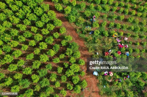 Aerial view of Colombian raspachines -coca leaf collector- working at a coca field in the mountains of El Patia municipality, Cauca department,...