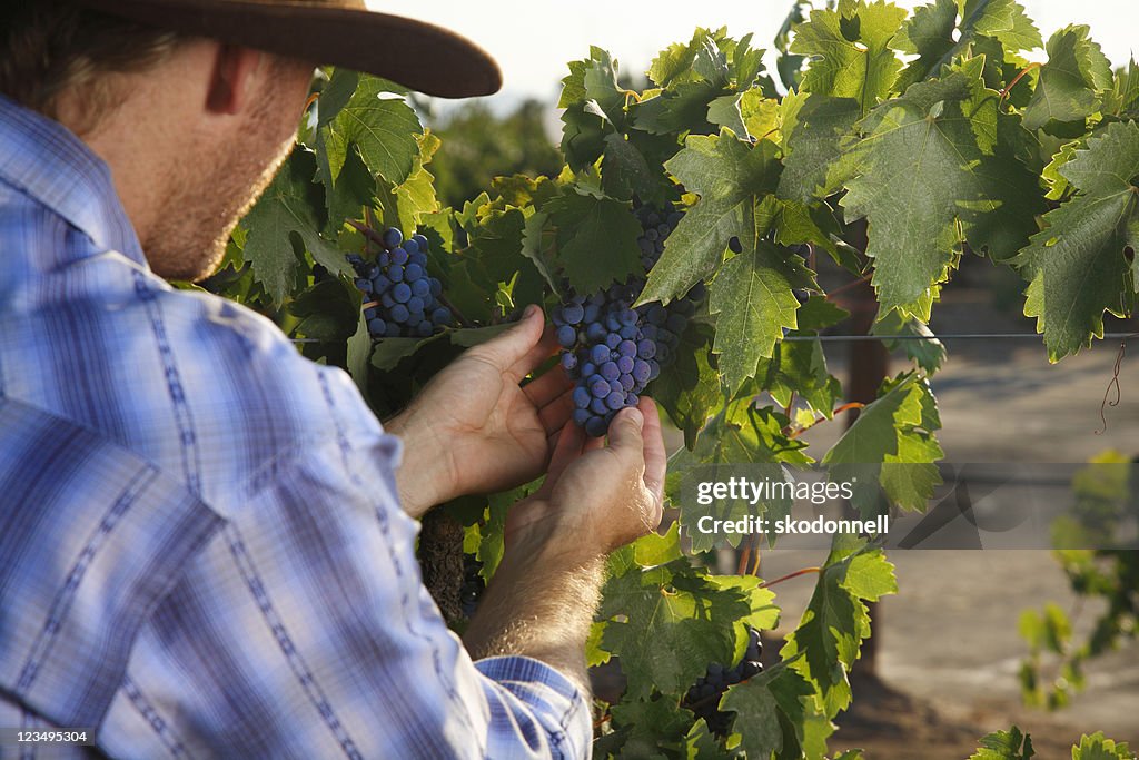 Vinha com uvas vermelhas