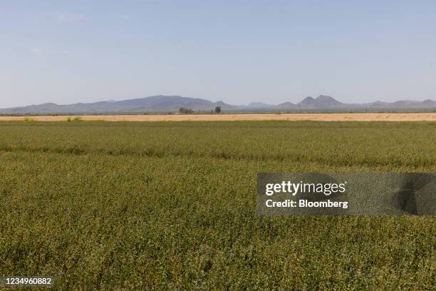 Alfalfa plants grows at farm in Casa Grande, Arizona, U.S., on Friday, Aug. 27, 2021. Federal officials ordered the first-ever water cuts on the...