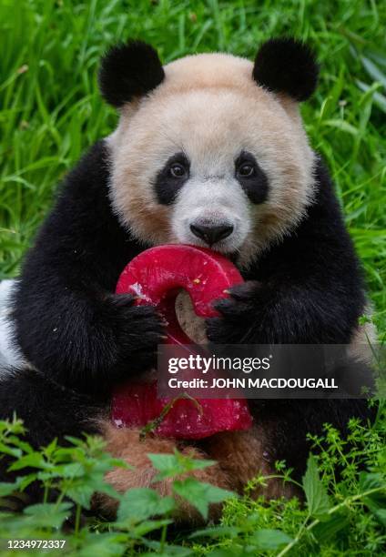 Panda cub Paule holds a giant "two" figure made of frozen red beet juice to celebrate the panda twins' 2nd birthday at the Zoologischer Garten zoo in...