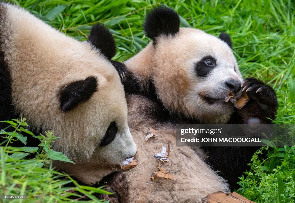 GERMANY-CHINA-ANIMAL-PANDA