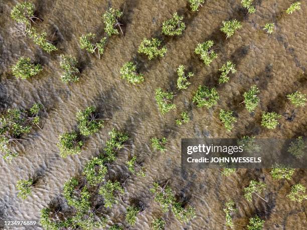 This aerial view shows young mangrove trees during Senegals wet season in Palmarin on August 30, 2021. - In Senegals Central and Northern regions the...