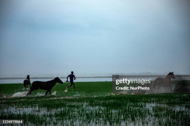 Young boys play with pet horses in sunamganj, Bangladesh.