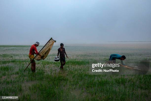 Local boys catch fish with traditional fishing net during heavy rain in Sunamganj, Bangladesh.