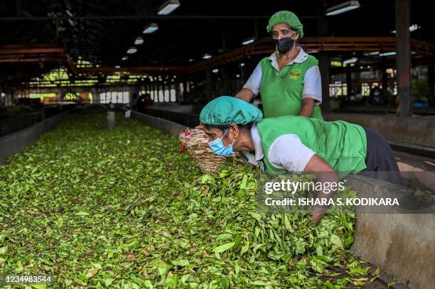 In this picture taken on July 31 labourers work at a tea plantation in Ratnapura. - Sri Lanka's drive to become the world's first 100 percent organic...