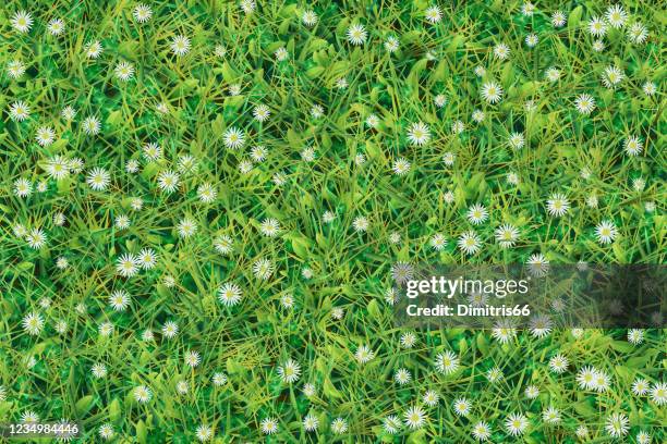 meadow of chamomiles and grass - lawn care stock illustrations