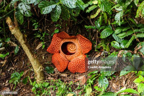 Giant rafflesia arnoldii flower blooms at a resident's yard in Kepahiang district, Bengkulu, Indonesia on August 30, 2021.