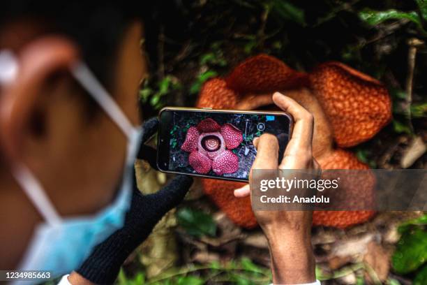 Man takes a photo of the giant rafflesia arnoldii flower at a resident's yard in Kepahiang district, Bengkulu, Indonesia on August 30, 2021.