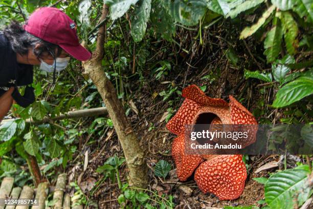Giant rafflesia arnoldii flower blooms at a resident's yard in Kepahiang district, Bengkulu, Indonesia on August 30, 2021.