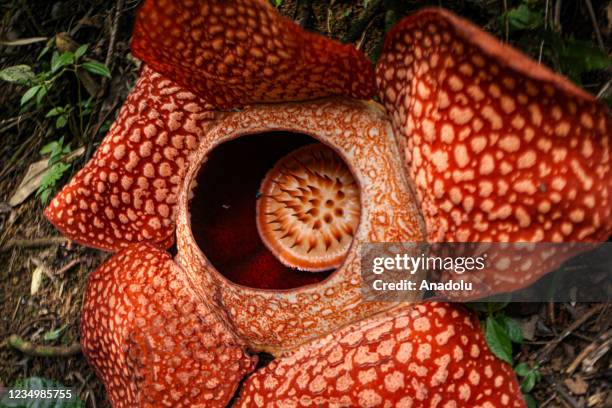 Giant rafflesia arnoldii flower blooms at a resident's yard in Kepahiang district, Bengkulu, Indonesia on August 30, 2021.