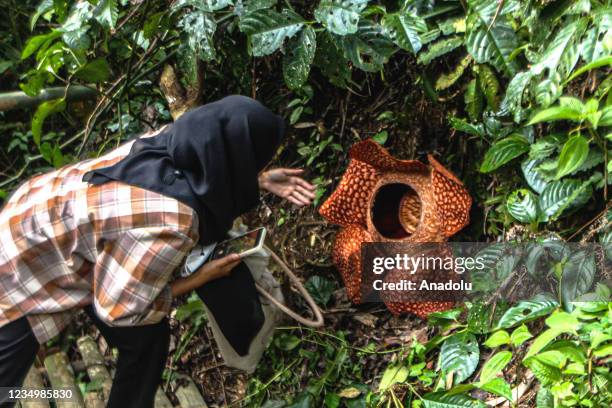 Woman looks at a giant rafflesia arnoldii flower blooming at a resident's yard in Kepahiang district, Bengkulu, Indonesia on August 30, 2021.