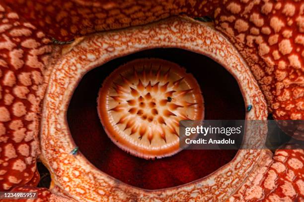 Giant rafflesia arnoldii flower blooms at a resident's yard in Kepahiang district, Bengkulu, Indonesia on August 30, 2021.