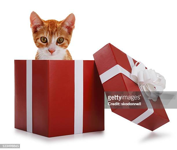 kitten in a present box - cat box stockfoto's en -beelden