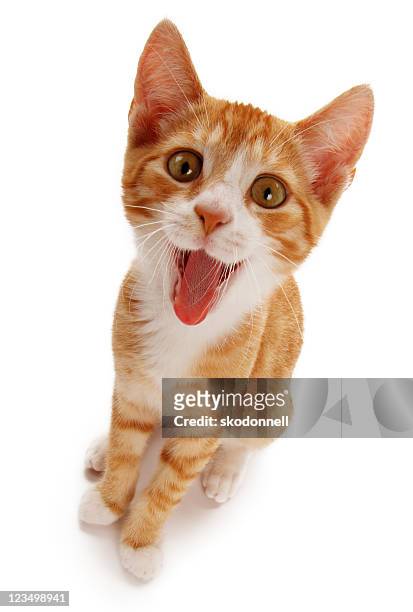 super happy cat - cat sticking tongue out stock pictures, royalty-free photos & images