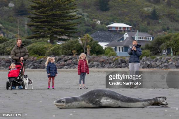 Members of the public look at a leopard seal on Sumner beach in Christchurch, New Zealand on September 02, 2021. Leopard seals are usually found on...