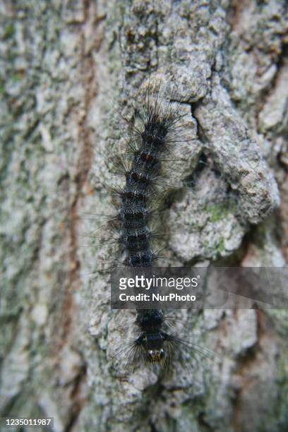 European gypsy moth caterpillar in Toronto, Ontario, Canada.
