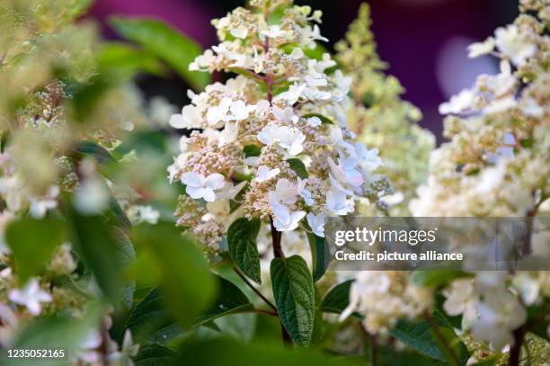 September 2021, Lower Saxony, Wiesmoor: This year's flower of the Blossom Festival, the panicle hydrangea . After a one-year break due to corona, a...