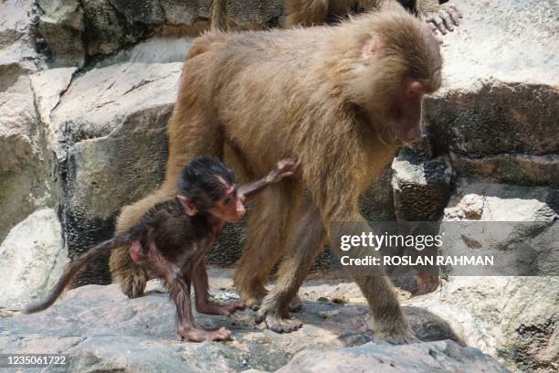 Baby baboon stay close to its parent at Singapore Zoo in Singapore on September 5, 2021.