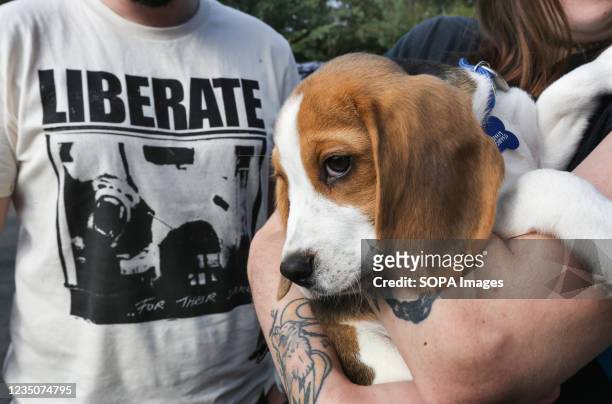 Beagle puppy Copper is brought to meet the protesters outside. 67 days on Camp Beagle and its residents continue to protest outside the puppy farm...