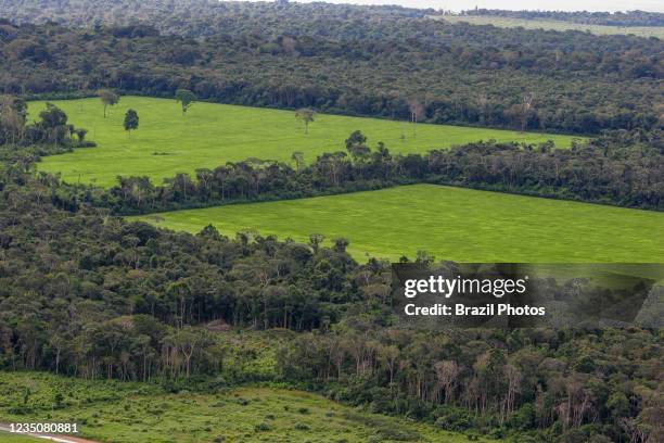 Large estate land management in Amazon rain forest, interspersed patches of intact forets and deforested areas occupied with soy plantation.