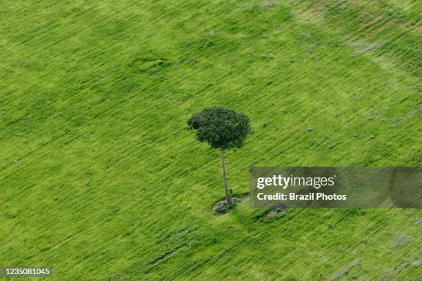 Soy plantation in Amazon rain forest, isolated Brazil nut tree sentenced to death.