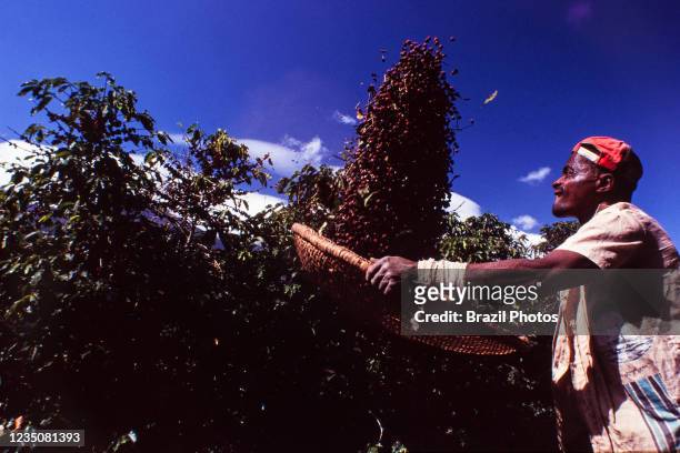 Agricultural temporary worker at manual coffee harvesting.