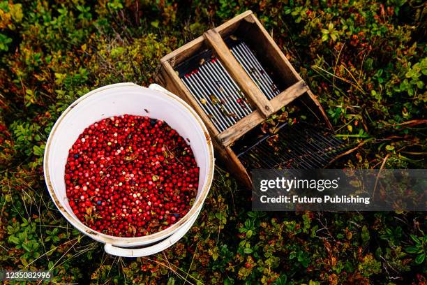 Bucket of lingonberries and a special picking rake are pictured during the harvest season on the Runa polonyna, Zakarpattia Region, western Ukraine.