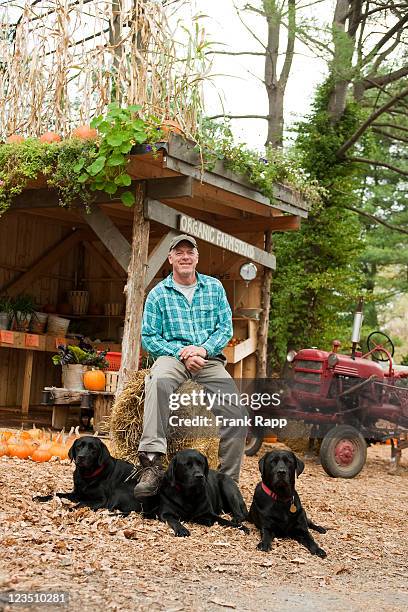 organic farmstand owner, dover, ma - small group of animals stock pictures, royalty-free photos & images