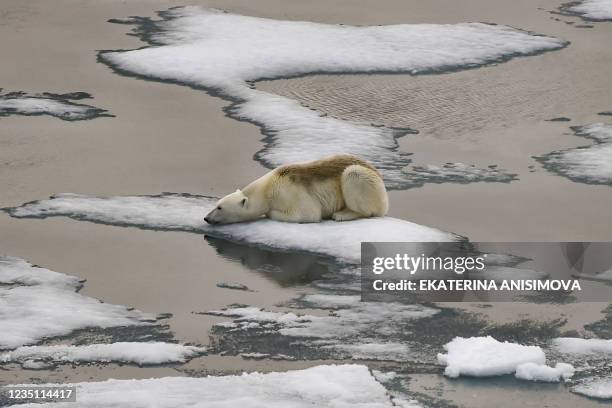 Polar bear is seen on ice floes in the British Channel in the Franz Josef Land archipelago on August 16, 2021.