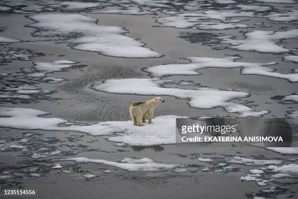 Polar bear is seen on ice floes in the British Channel in the Franz Josef Land archipelago on August 16, 2021.