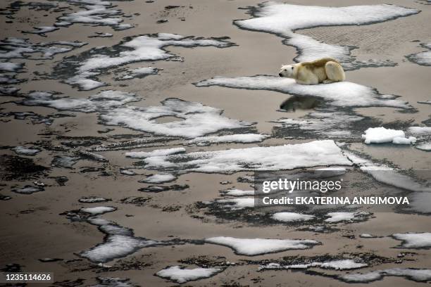 Polar bear is seen on ice floes in the British Channel in the Franz Josef Land archipelago on August 16, 2021.