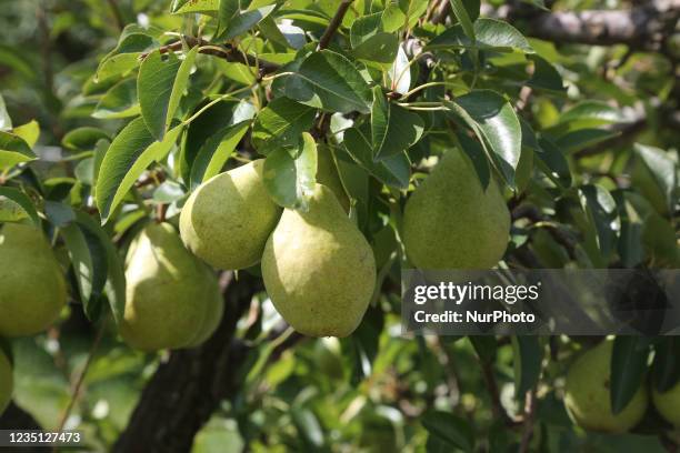 Pears growing on a tree at a fruit orchard in King City, Ontario, Canada, on September 04, 2021.