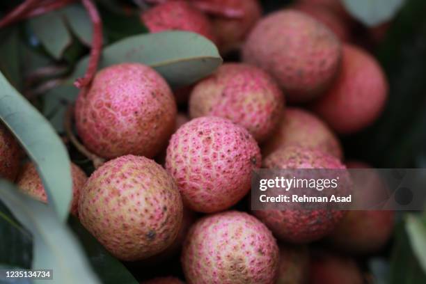 Lychee Rust 236 Lychee Isolated Stock Photos, High-Res Pictures, and Images - Getty ...