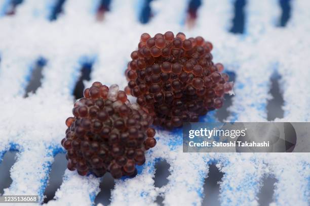 Sandfish Roe 25 Port Of Akita Stock Photos, High-Res Pictures, and Images - Getty Images